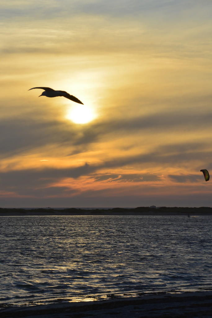 Seagull and Sail at Sunset_DSC4982 by merrelyn