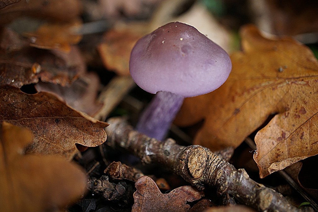 magic mushroom by quietpurplehaze