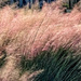 Fountain Grass by danette