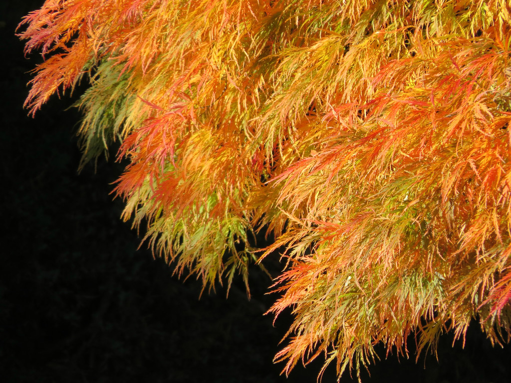 Japanese Maple Fall Show by seattlite
