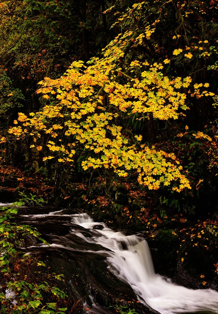 Sweet Creek in the Fall by jgpittenger