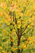 9th Nov 2015 - 'All the leaves are 'blurred'  .....on such a winters day'