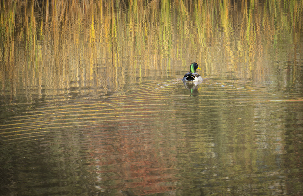 Duck on Fall Water by gardencat