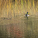 Duck on Fall Water by gardencat