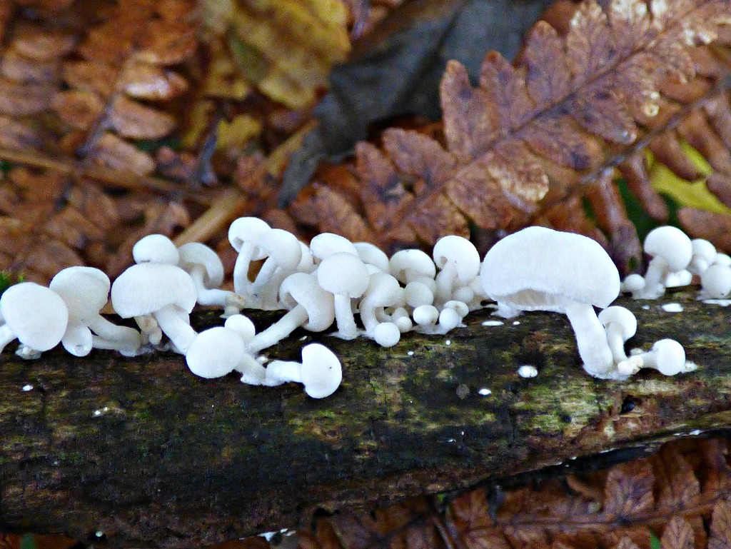Snow-mushrooms? by julienne1