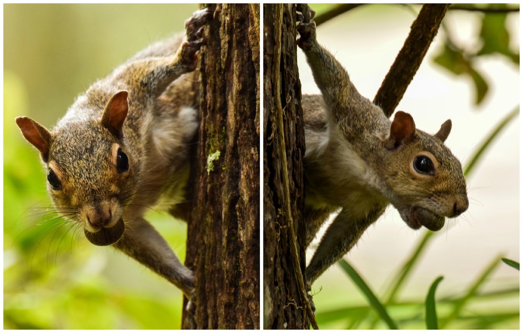 Peek-a-Boo Squirrel  by rickster549