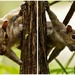 Peek-a-Boo Squirrel  by rickster549