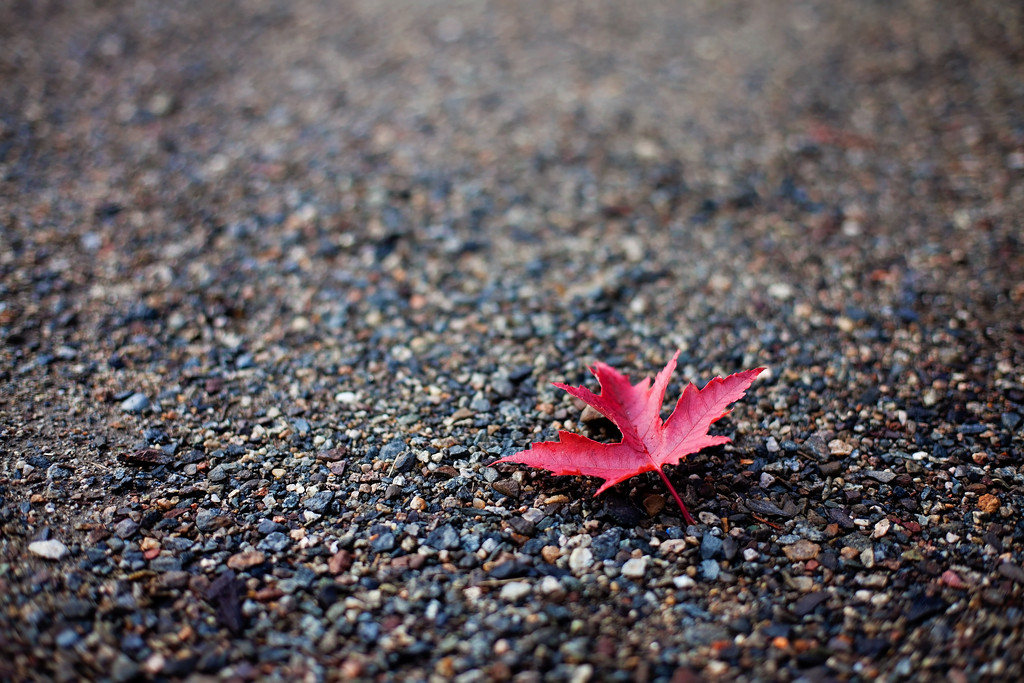 One red leaf by kiwichick