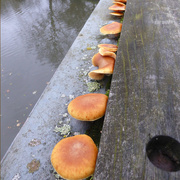 9th Nov 2015 - fungi on the footbridge 
