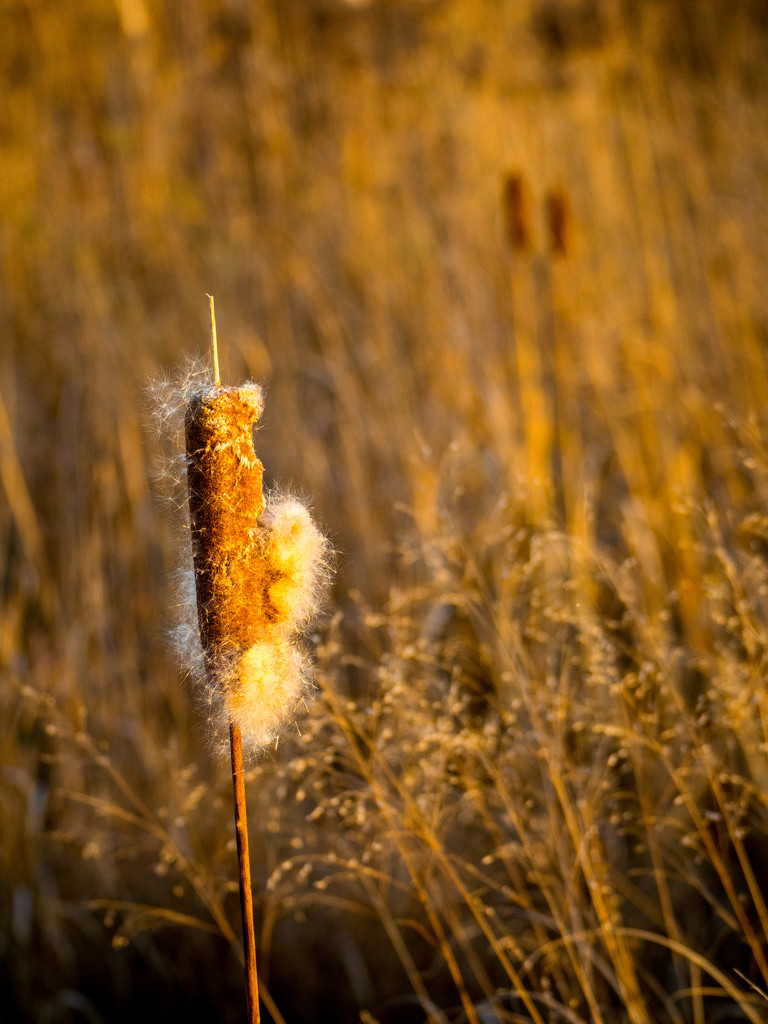 Cattail by rminer