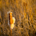 Cattail by rminer