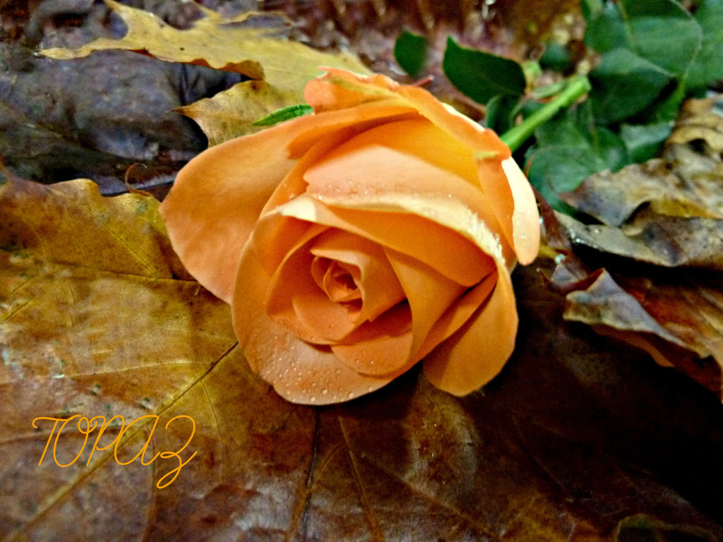 November Rose. by wendyfrost