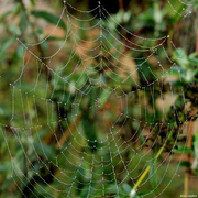 3rd Nov 2015 - First decent dew-covered spider web