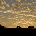 Cows In The Morning by lynnz