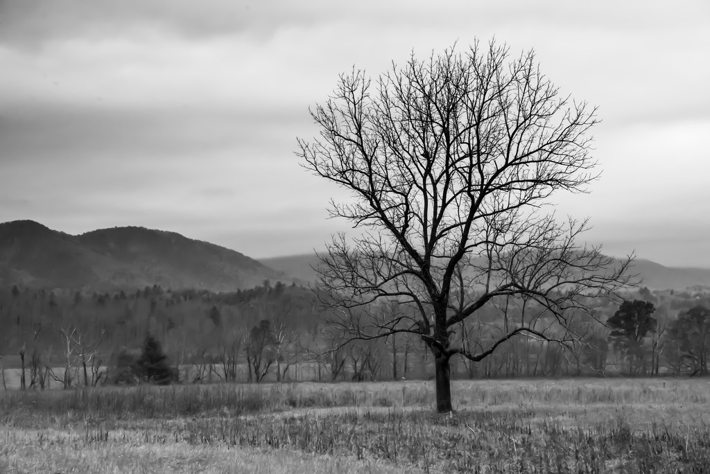 Lone Tree in the Valley by taffy