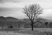 9th Nov 2015 - Lone Tree in the Valley