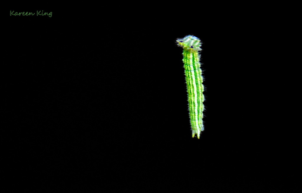 Suspended Caterpillar by kareenking
