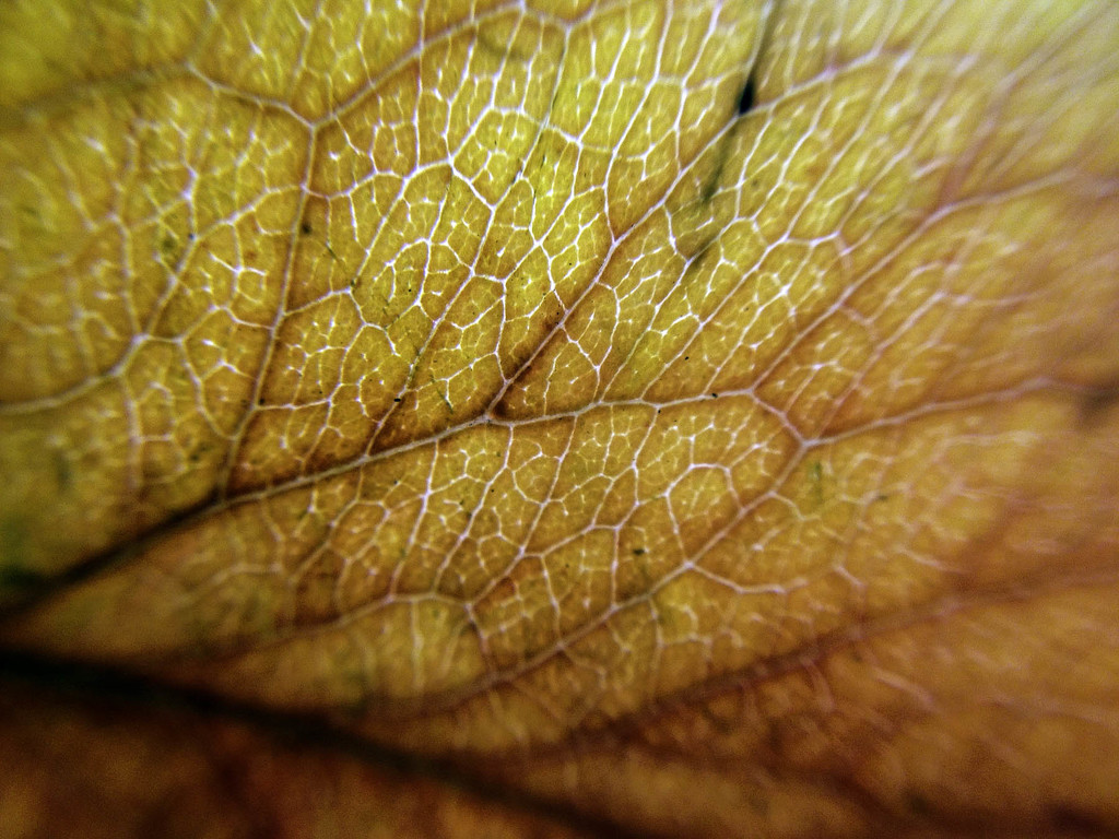 Macro Leaf by jeffjones