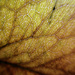Macro Leaf by jeffjones