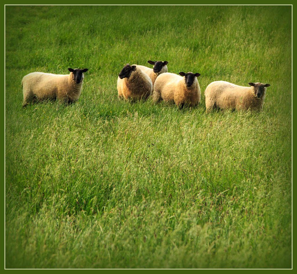 The neighbour's sheep by dide