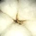 Cotton by mastermek