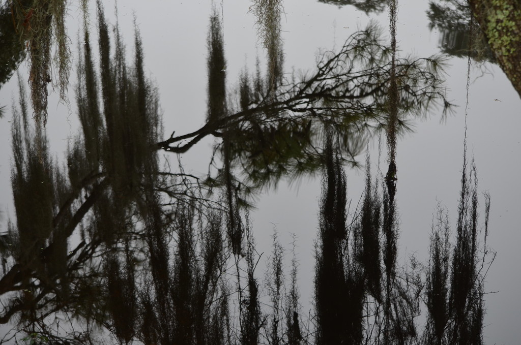 Spanish moss reflections. by congaree