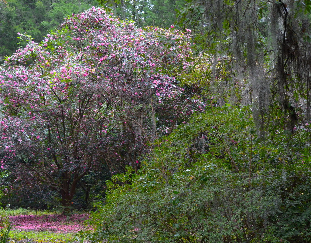 Sasanqua camellias in full bloom, Charles Towne Landing State Historic Site, Charleston, SC by congaree