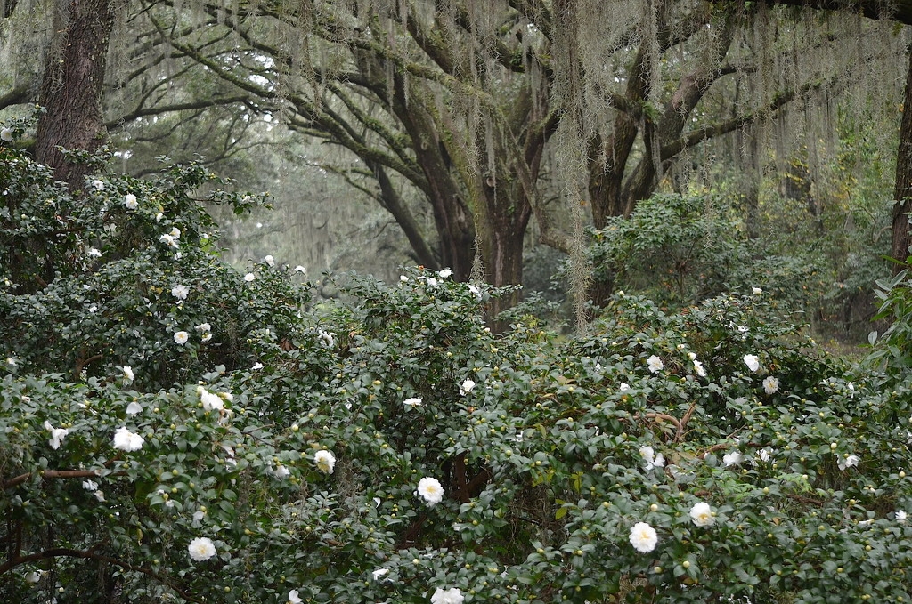 Live oaks, Spanish moss and sasanqua camellias, Charles Towne Landing State Historic Site, Charleston, SC by congaree