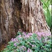 Wittunga Botanic Gardens-3 by cruiser