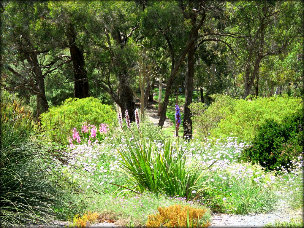 Wittunga Botanic Gardens-1 by cruiser