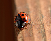 9th Nov 2015 - Ladybug