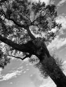 8th Nov 2015 - the greatness of trees