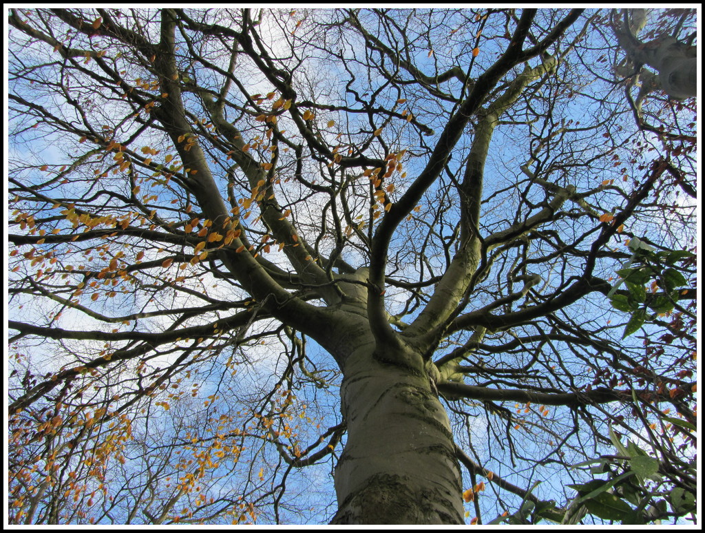 Autumn Beech Tree. by grace55