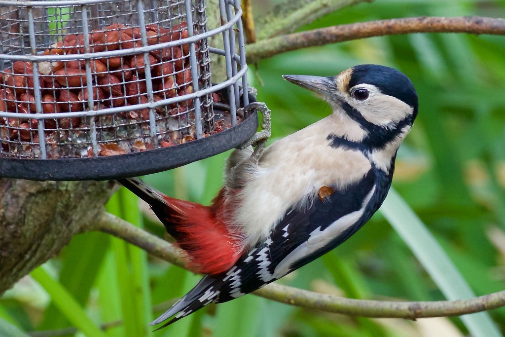 Greater Spotted Woodpecker by padlock