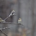 American Goldfinches by frantackaberry