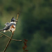 Kingfisher by jgpittenger