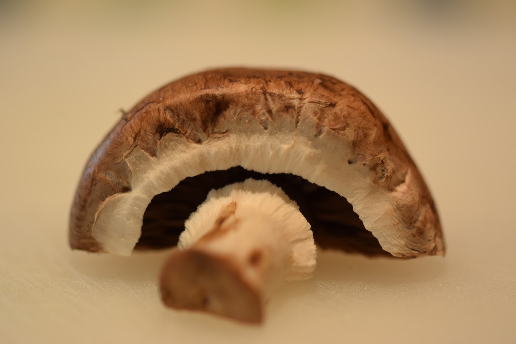 mushroom by christophercox