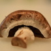 mushroom by christophercox