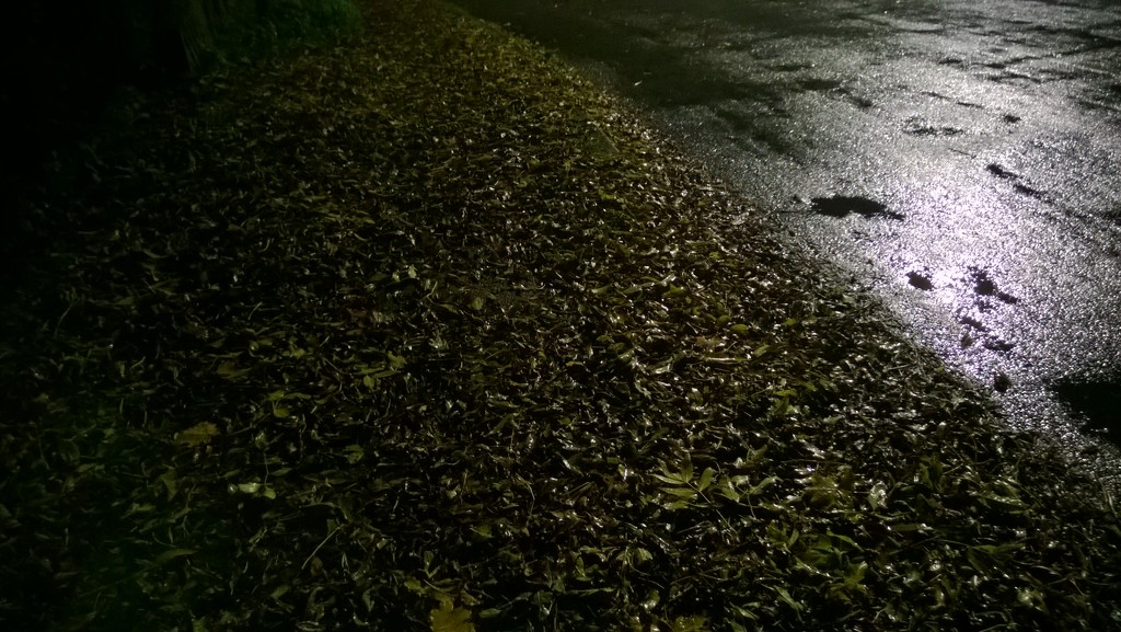 Autumn leaves on an evening walk  by cataylor41