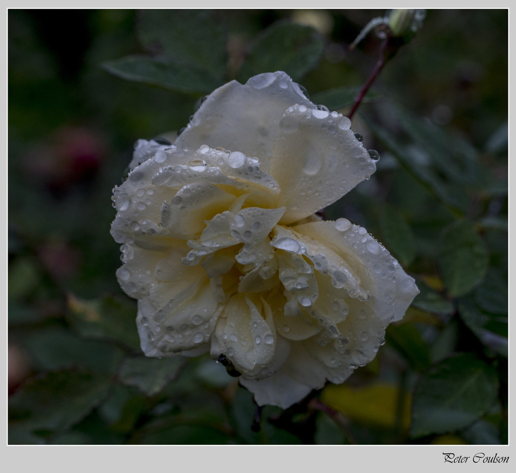 Raindrops by pcoulson