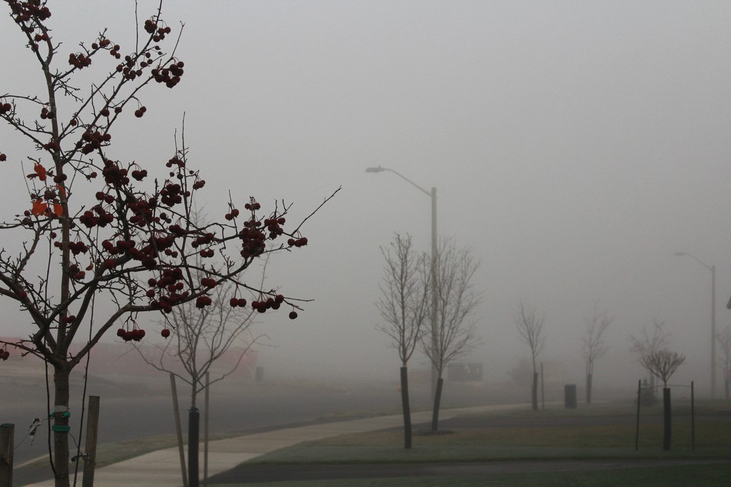 fog in suburbia by adi314