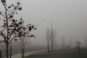 10th Nov 2015 - fog in suburbia
