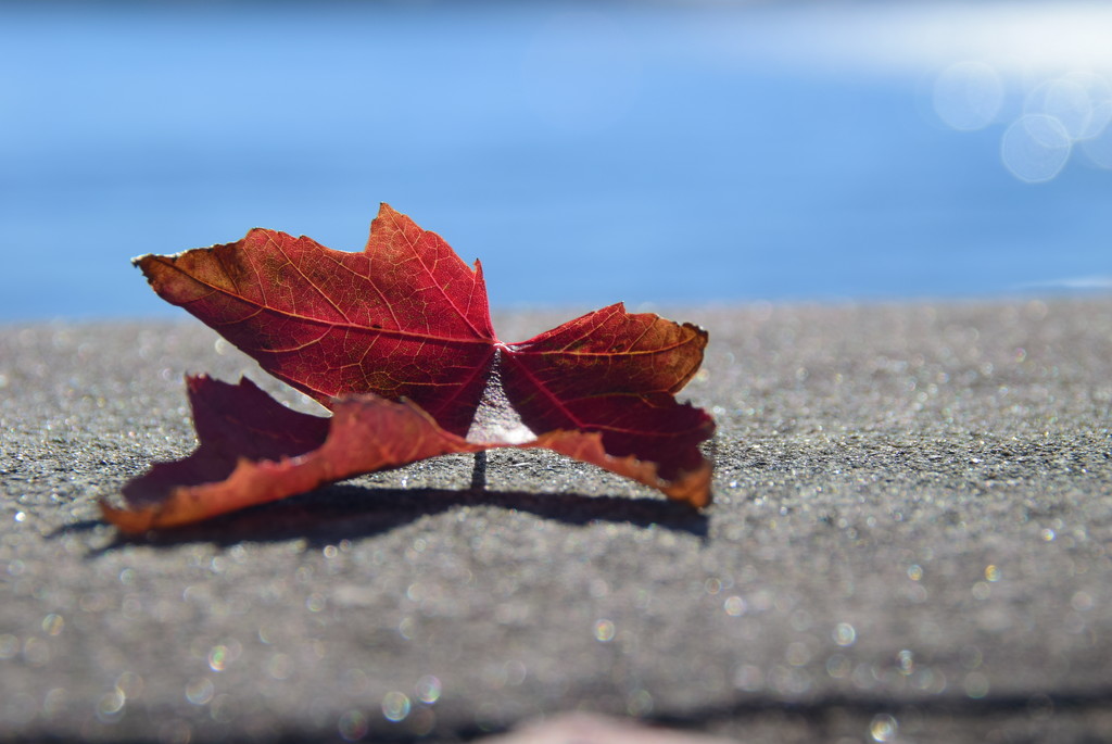 the contemplation of a fallen leaf by summerfield