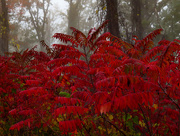 10th Nov 2015 - Fog with a Touch of Color