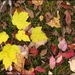 Sam's Week- Leaves 2 by olivetreeann
