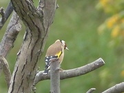 13th Oct 2015 - Goldfinch