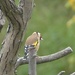 Goldfinch by susiemc