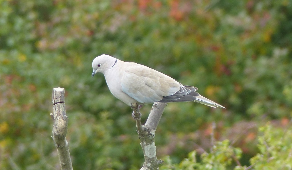 Collared Dove by susiemc