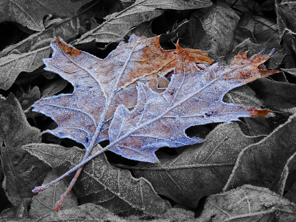 Frosty Leaves by jae_at_wits_end