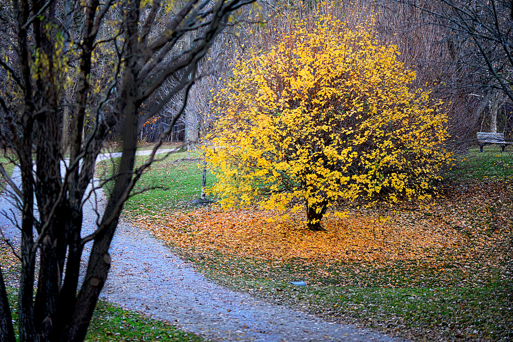Autumns Beauty! by fayefaye